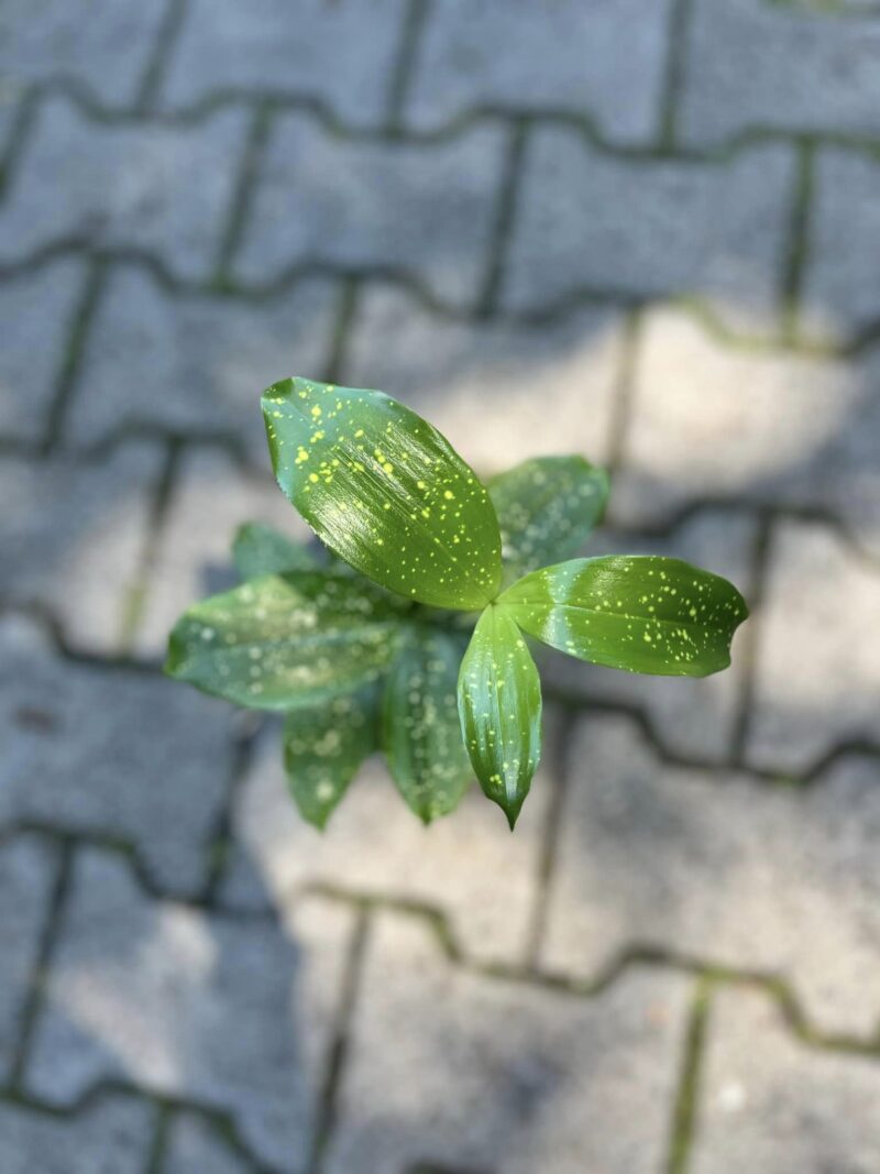 Dracaena Surculosa