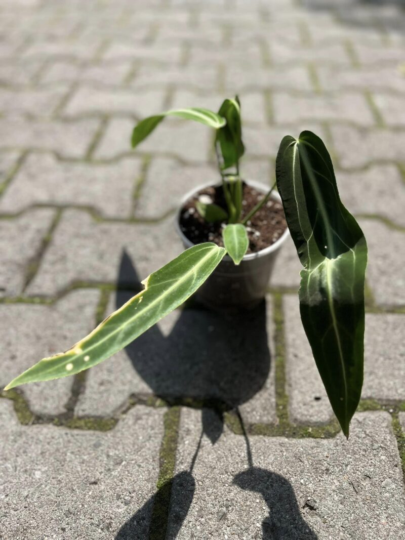 Anthurium Warocqueanum #1435