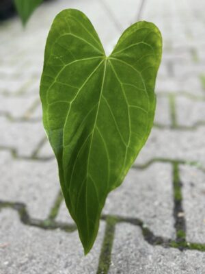 Anthurium Green Mamba (warocqueanum x magnificum verde)