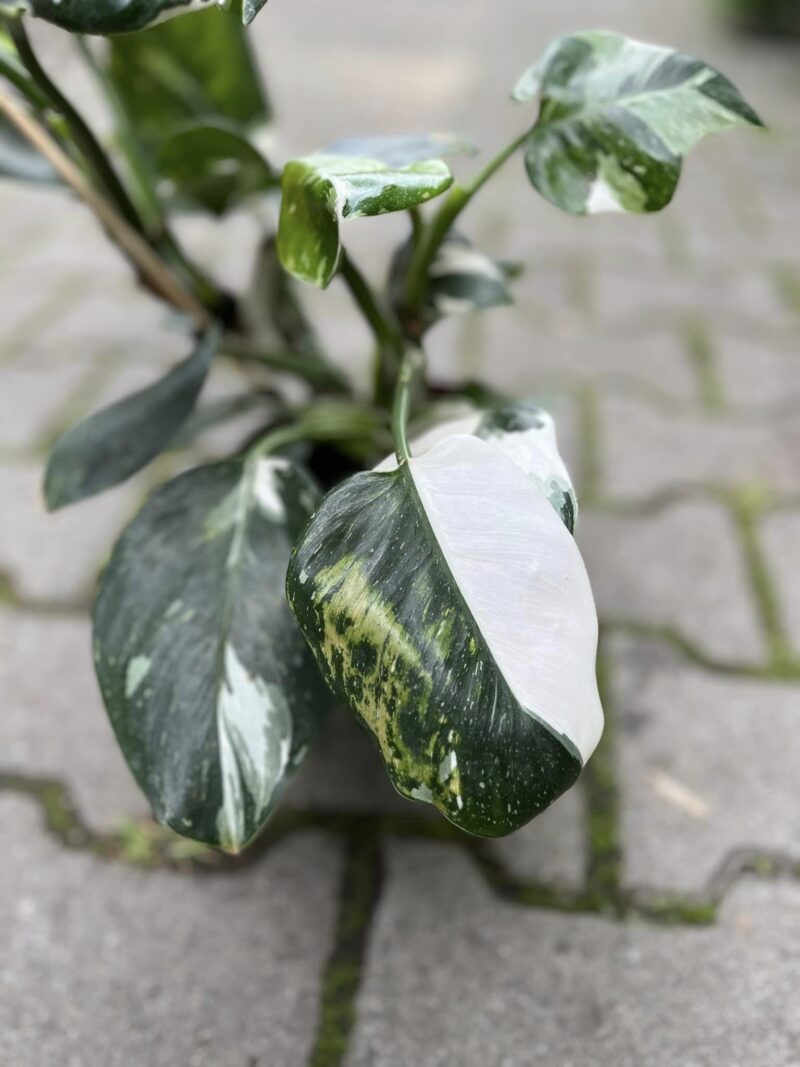 Philodendron White Wizzard