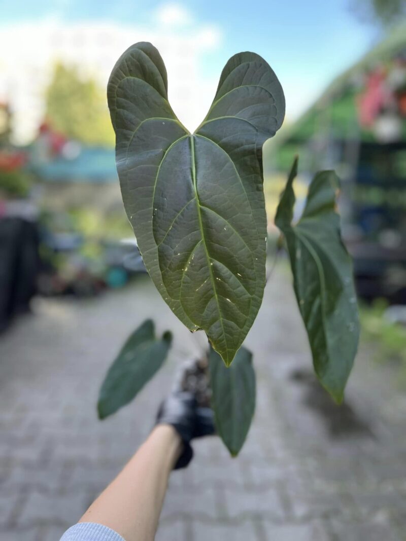 Anthurium besseae aff x pinkley