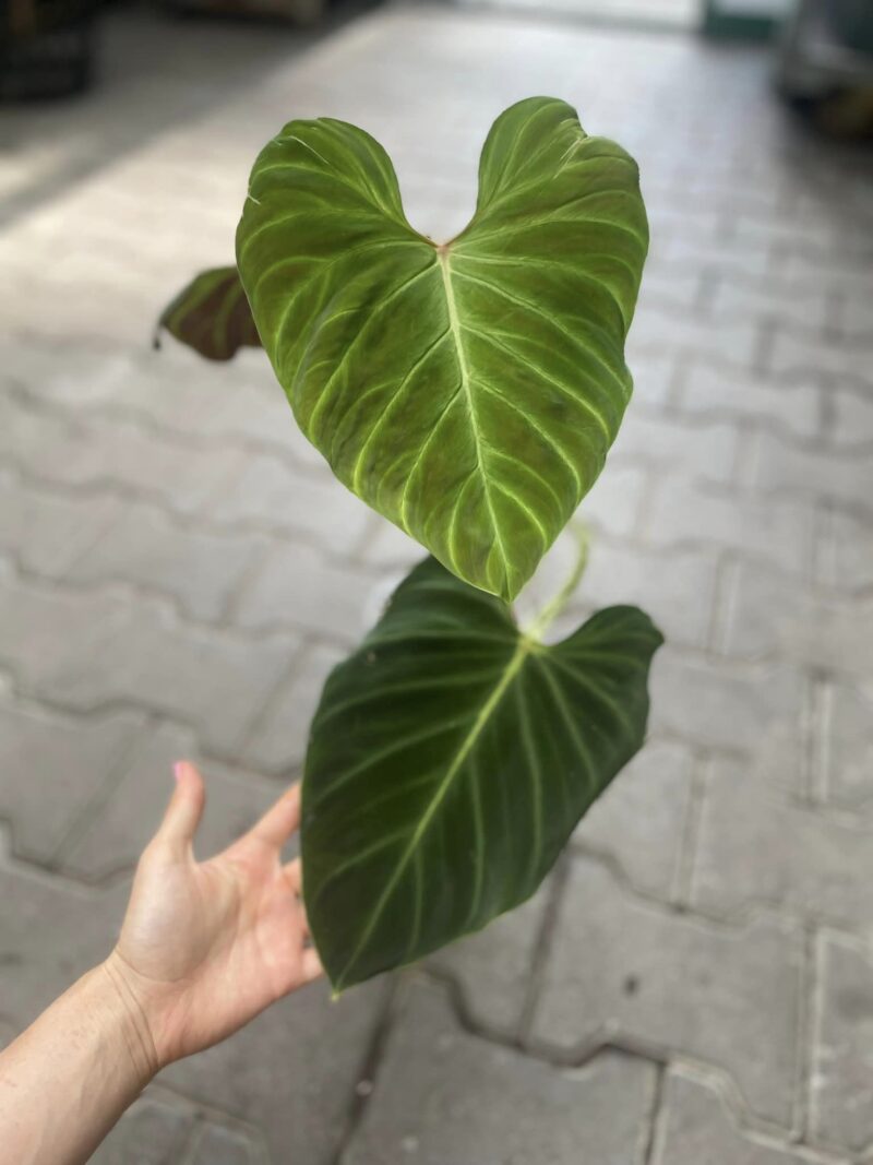Philodendron Verrucosum Amazon Sunset Philodendron Verrucosum Amazon Sunset