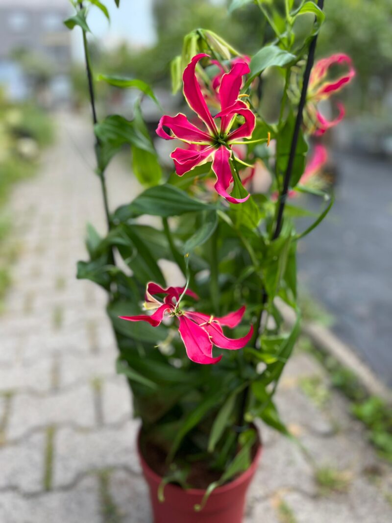 Glorious Gloriosa