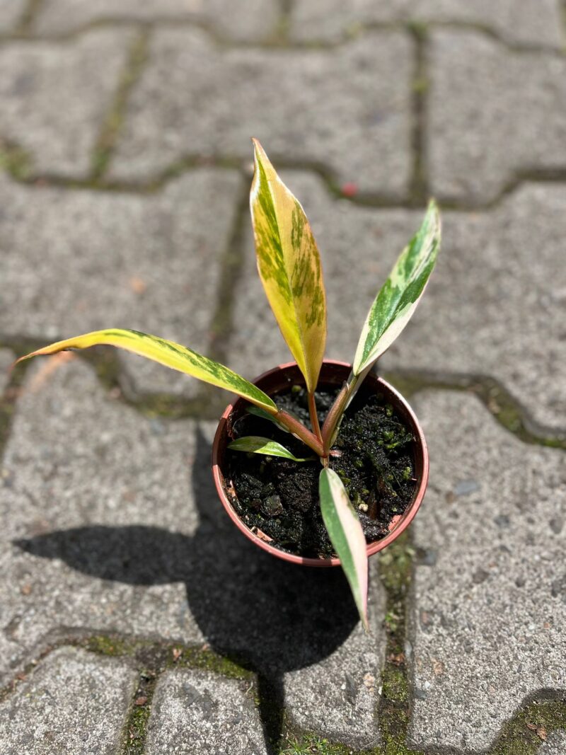 Philodendron Carmel Marble Philodendron Carmel Marble