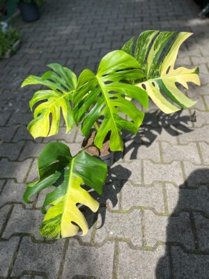 Monstera Deliciosa ‘Yellow Marilyn’