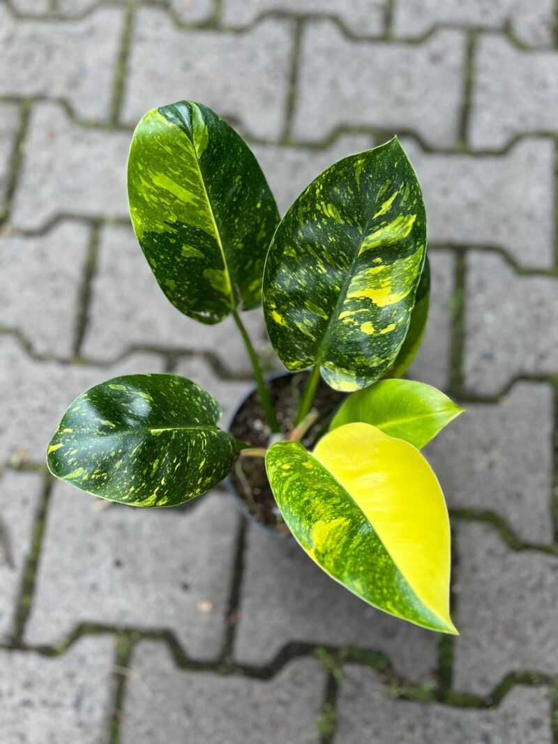 Philodendron Green Congo Variegata Philodendron Green Congo Variegata