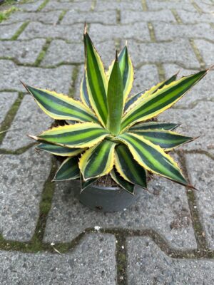 agawa quadricolor