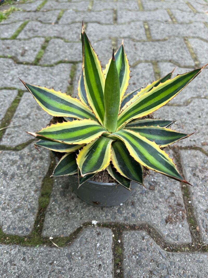 agawa quadricolor
