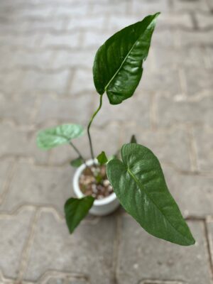 Anthurium Xanthophyllomyces