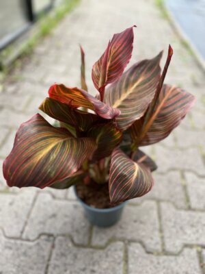 Canna Tropicanna Durban