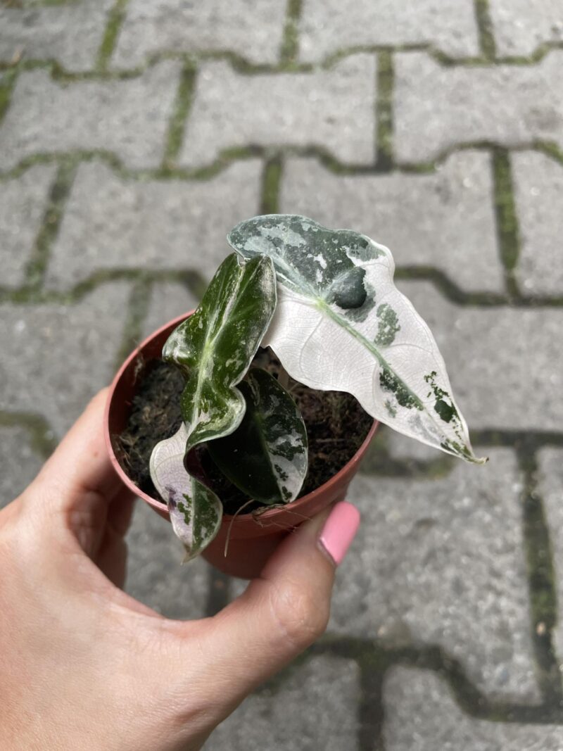 Alocasia Amazonica “Polly” Pink Variegata Alocasia Amazonica “Polly” Pink Variegata