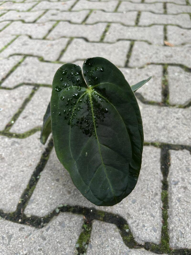 Anthurium papilliaminum x Crystallinum ( Inverse Crossing ) Anthurium papilliaminum x Crystallinum ( Inverse Crossing )