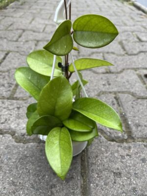 Hoya Fungii
