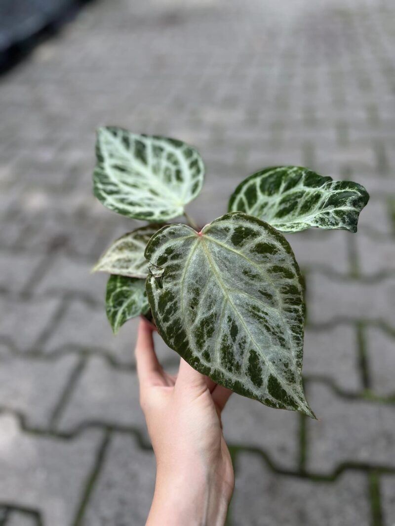 Anthurium Silver Blush Mint Variegata