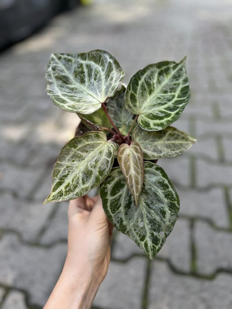 Anthurium Silver Blush Mint Variegata Anthurium Silver Blush Mint Variegata