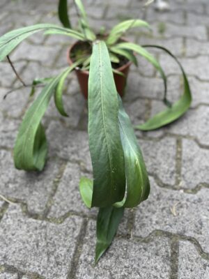 Anthurium Pallidiflorum X