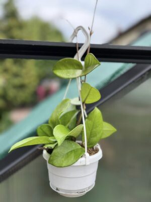 Hoya Fungii