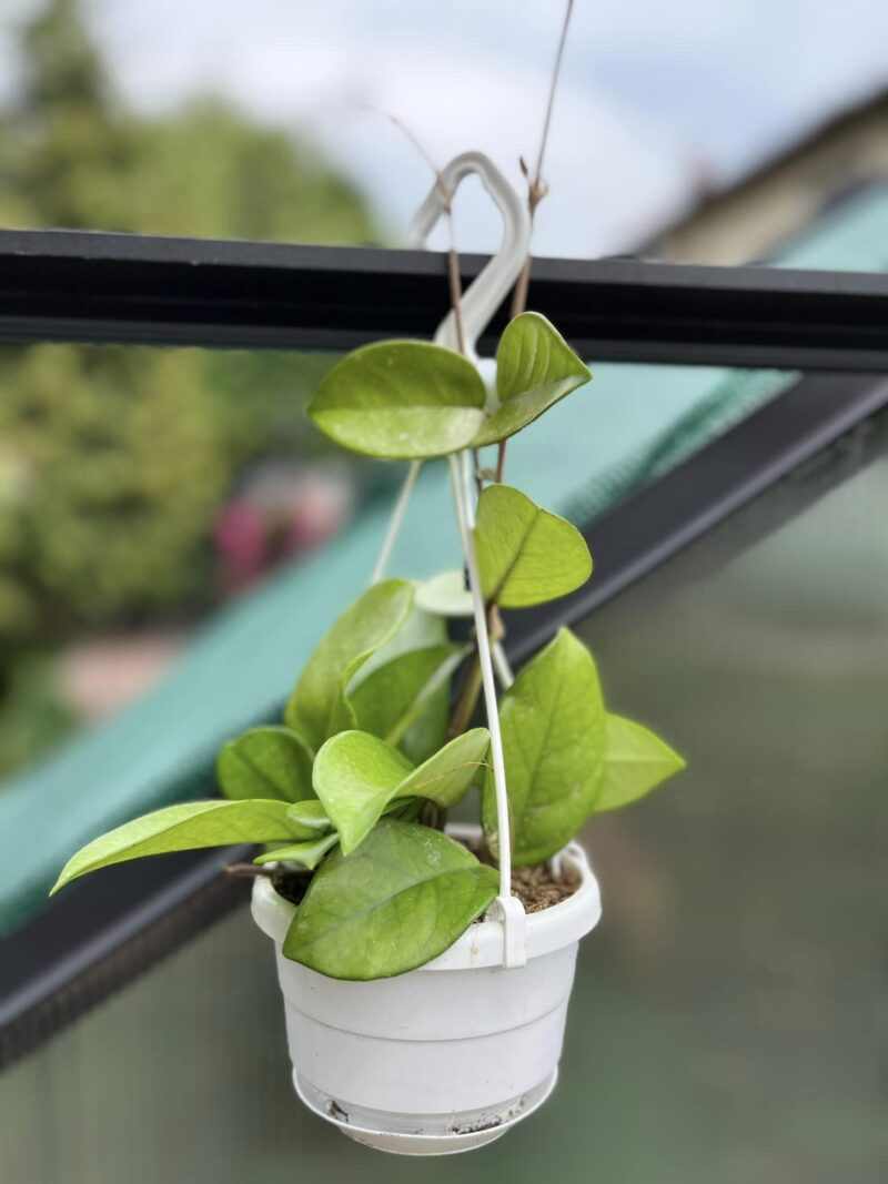 Hoya Fungii Hoya Fungii
