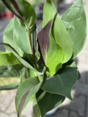 Canna Cleopatra