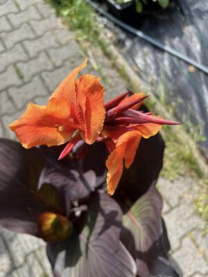 Canna Red Velvet