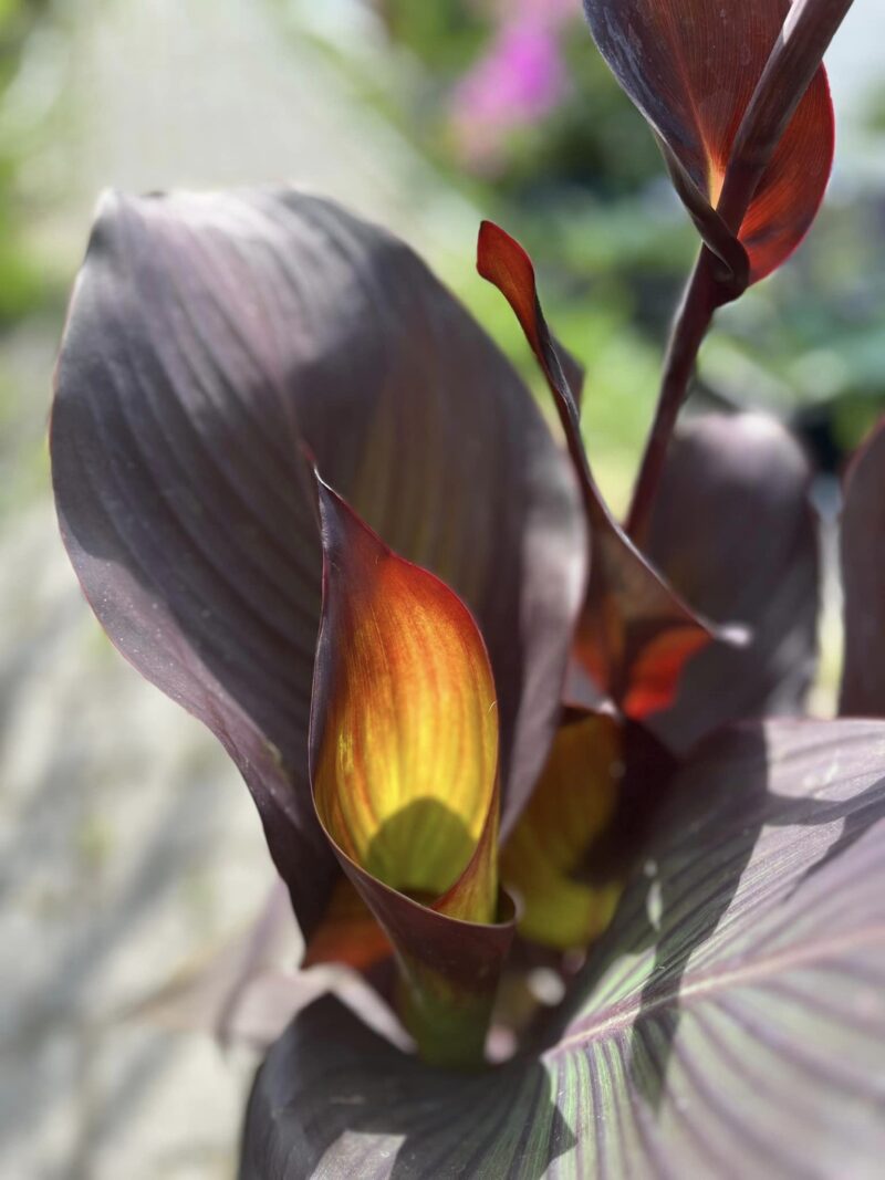 Canna Red Velvet