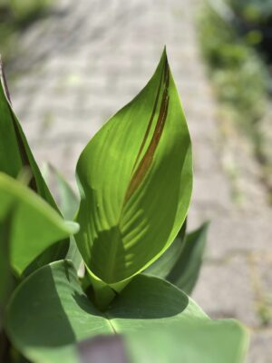 Canna Cleopatra