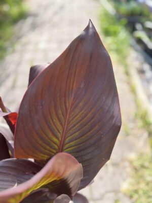 Canna Red Velvet