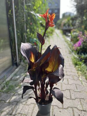 Canna Red Velvet