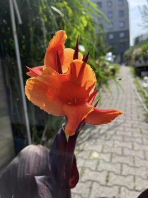 Canna Red Velvet