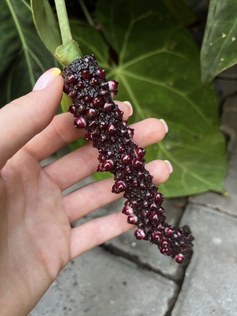 Anthurium KOS x Papillaminium X Nasionko