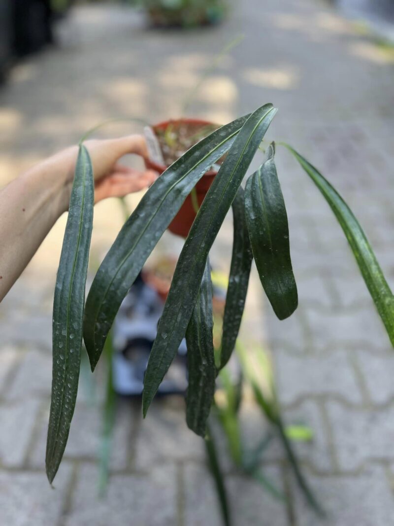 Anthurium Friedrichsthalli