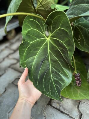 Anthurium KOS x Papillaminium X Nasionko