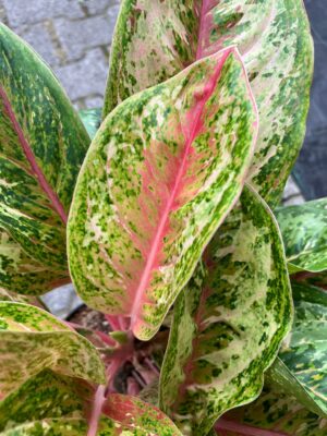 Aglaonema Painted Celebration