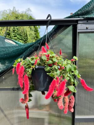 Pokrzywiec Szorstkowłosy (Acalypha Hispida)