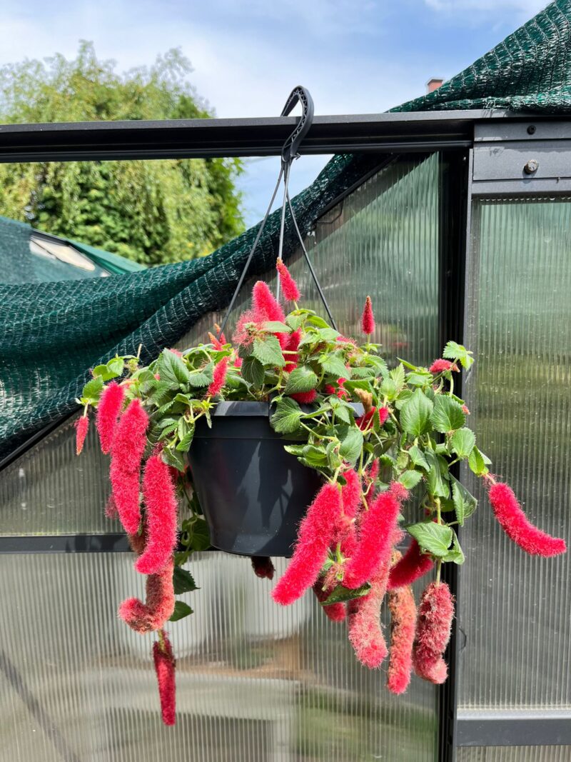 Pokrzywiec Szorstkowłosy (Acalypha Hispida) Pokrzywiec Szorstkowłosy (Acalypha Hispida)