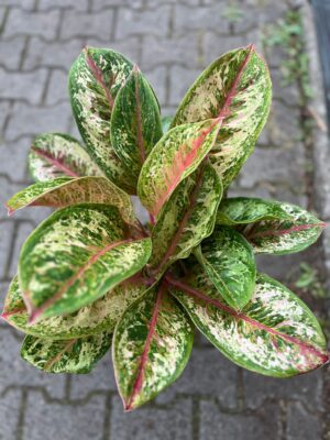 Aglaonema Painted Celebration