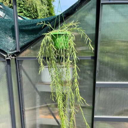 Hoya Linearis