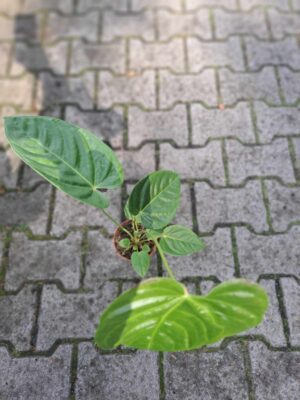 Anthurium Recavum
