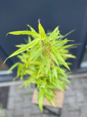 Fargesia rufa Bambus Zimozielony