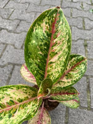 Aglaonema Painted Celebration
