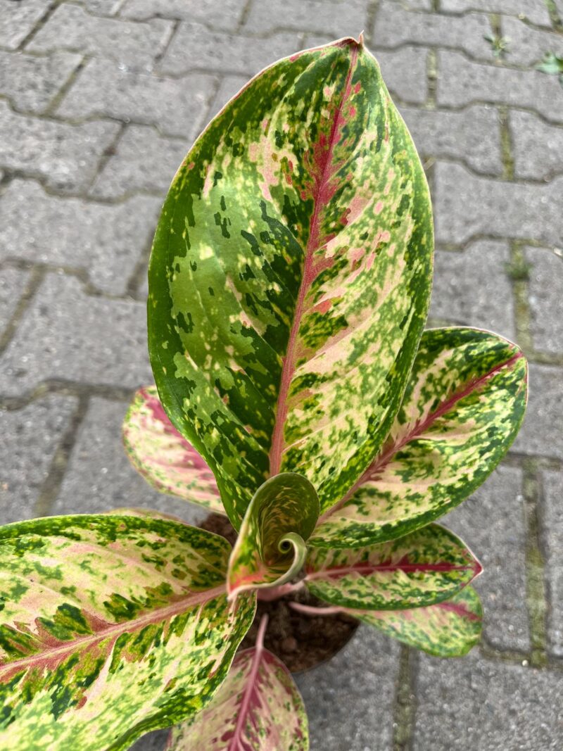 Aglaonema Painted Celebration