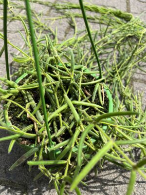 Hoya Linearis