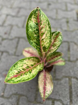 Aglaonema Painted Celebration