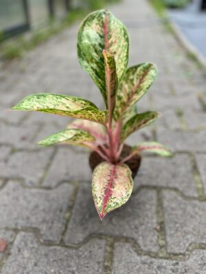 Aglaonema Painted Celebration