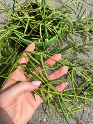 Hoya Linearis