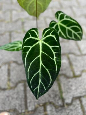 Anthurium Crystallinum x Regale