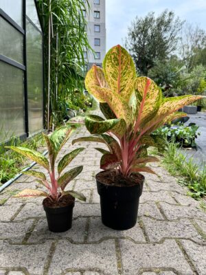 Aglaonema Painted Celebration