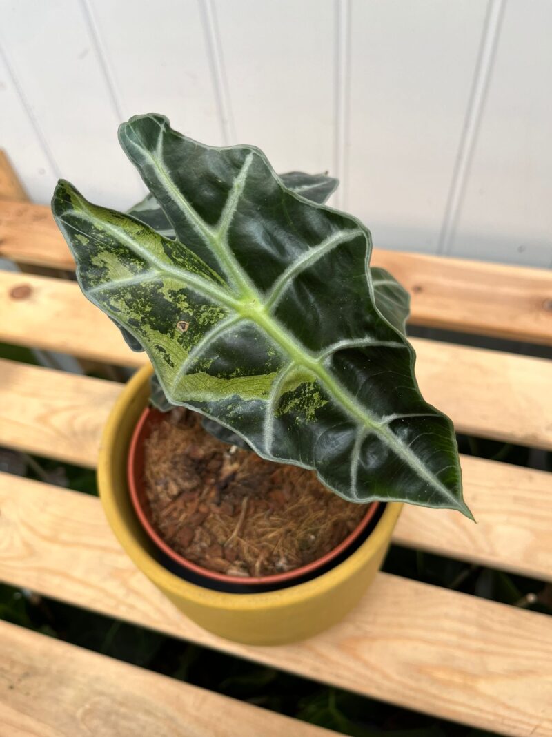 Alocasia Amazonica Polly Variegata Alocasia Amazonica Polly Variegata