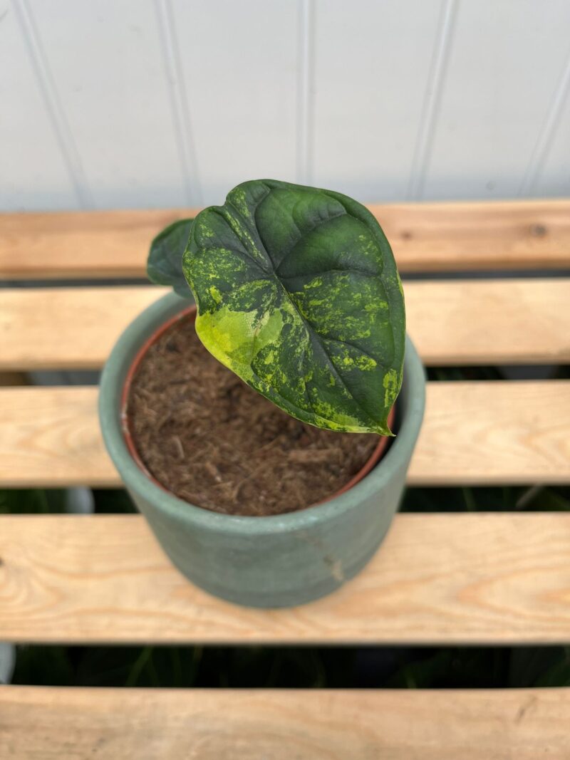 Alocasia Dragon Scale Variegata aurea Alocasia Dragon Scale Variegata aurea