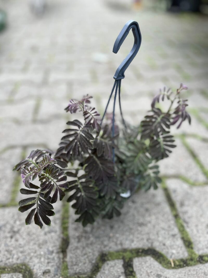 Solanum Uleanum